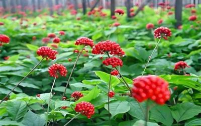 人參與西洋參種植的關(guān)鍵注意事項